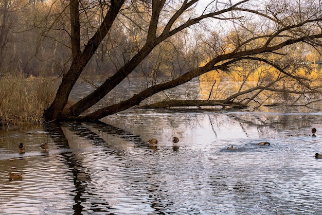 Lake with ducks in wintertime