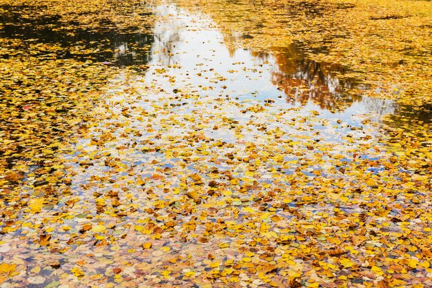 Lake with falling yellow leaves. Beautiful autumn forest