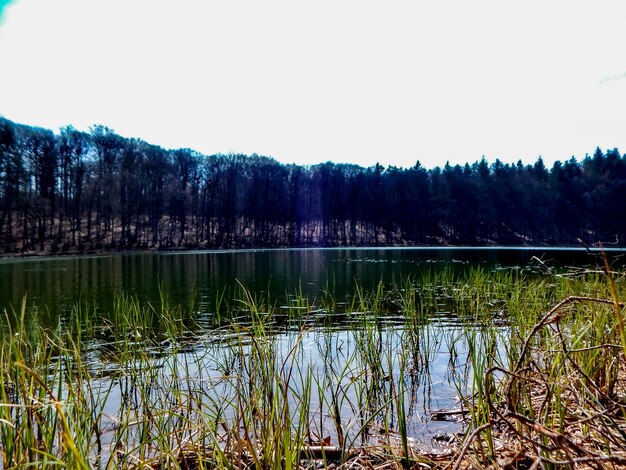 A lake with a forest in the background