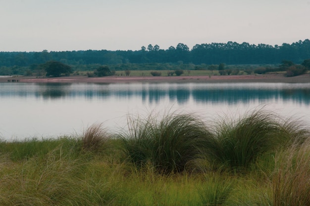 A lake with a green grass field and a tree in the background