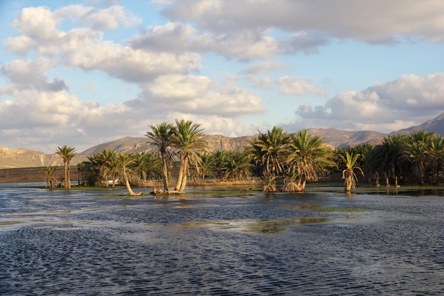 Lake with palm trees