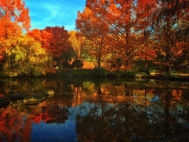 Photo lake with reflection by trees during autumn