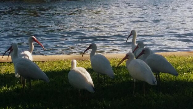 Foto lago con alberi sullo sfondo