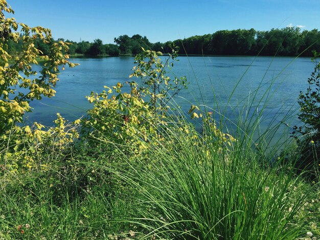 Photo lake with trees in background