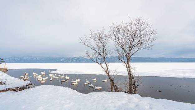 冬の景色と湖