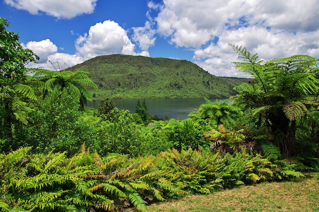 Foto laghi nella foresta