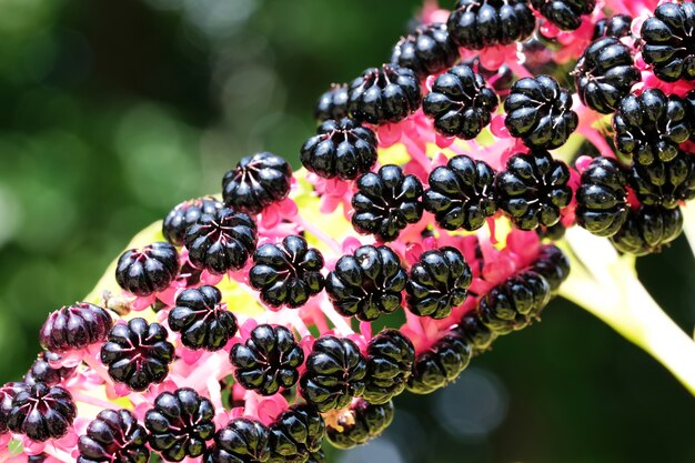 Lakonos of Phytolacca, Pokeberry