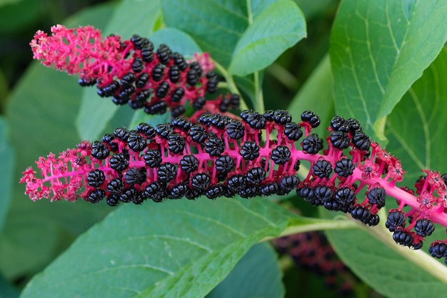 Lakonos 또는 Phytolacca, (기름진 풀, 유대인 아이비, 렌즈콩, 포케베리) 밝고 화창한 날 숙성 열매 클로즈업