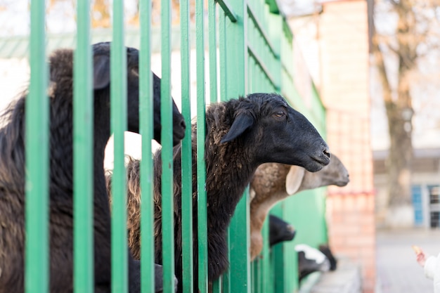 Lam gluurt uit de kraal