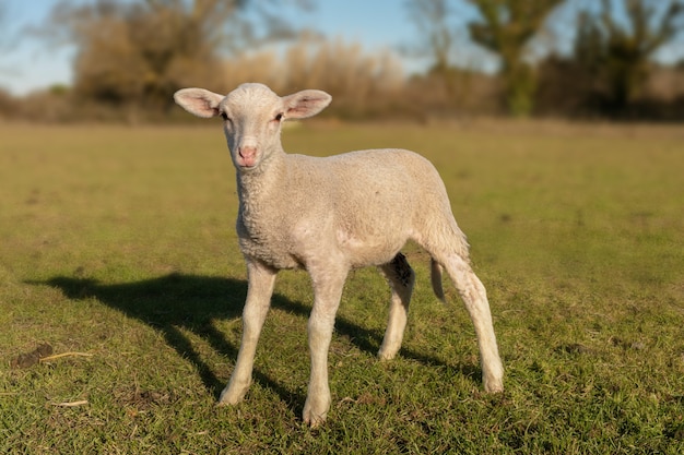 Lam in een weiland Vooruitblikkend op het platteland