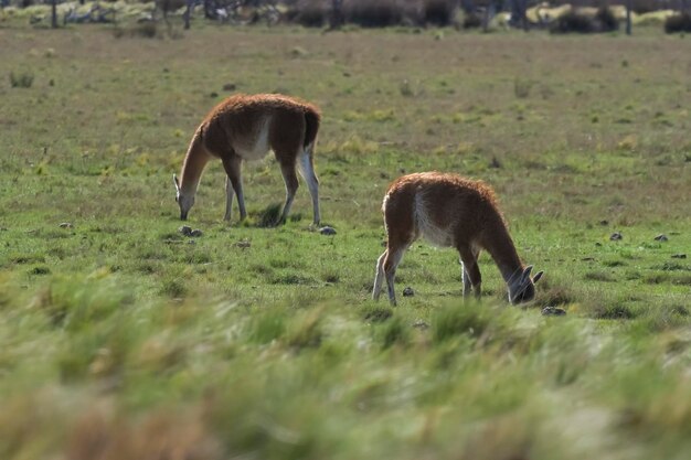 Животное лама в пастбищной среде Пампы Провинция Пампа Патагония Аргентина