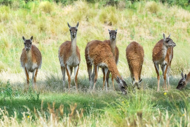 パンパス草原環境のラマ動物ラ パンパ州パタゴニア アルゼンチン