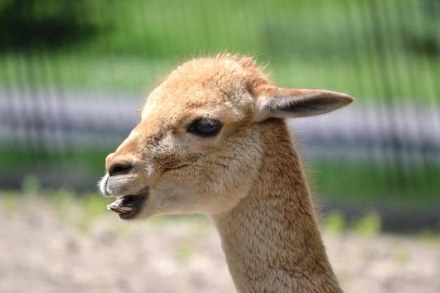 Lama close-up foto