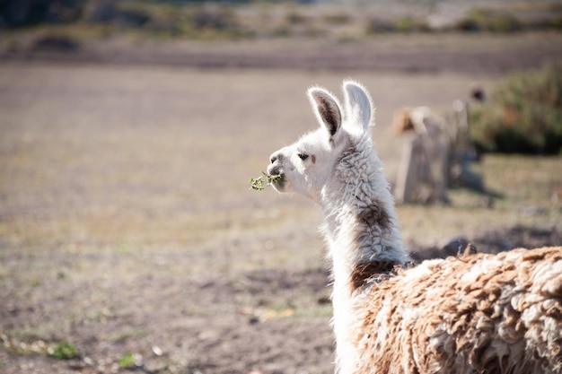 Lama die gras eet op een boerderij in Altiplano, Bolivia.