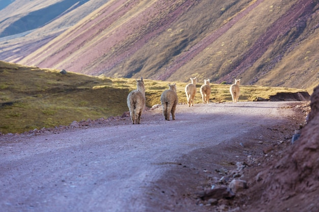 Lama in afgelegen gebied van Argentinië