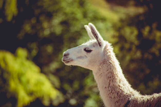 Lama in boerderij