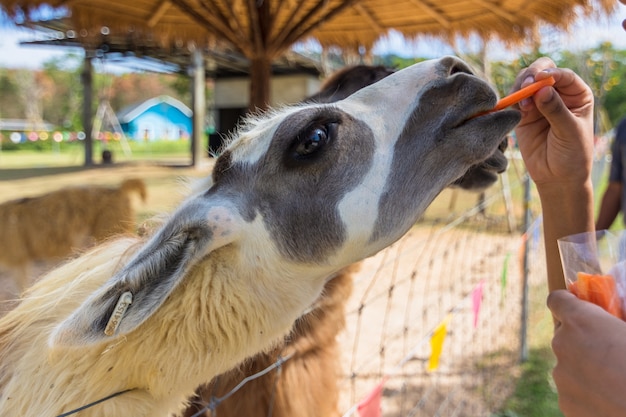 Lama in de dierentuin