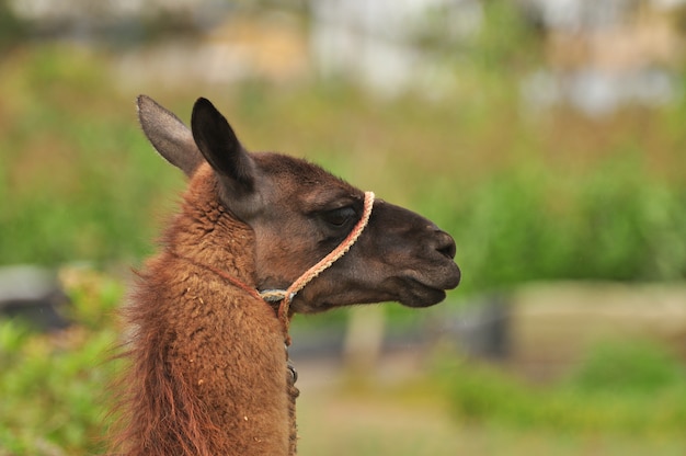 Lama in de natuur