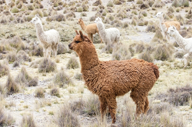 Lama in de natuur