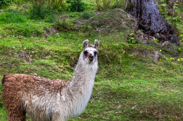 Lama in de wei. Nieuw-Zeeland