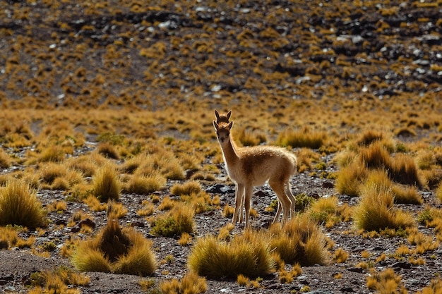 Lama in de wilde natuur van Bolivia
