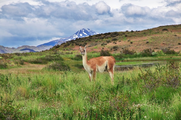 Lama in Torres del Paine National Park, Patagonië, Chili