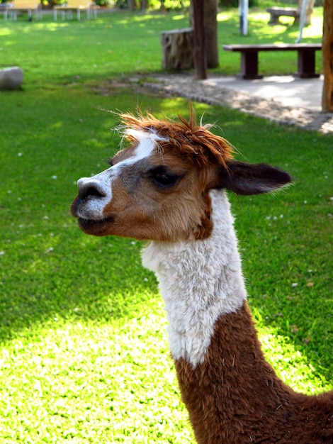 Lama in nazca city in peru, south america