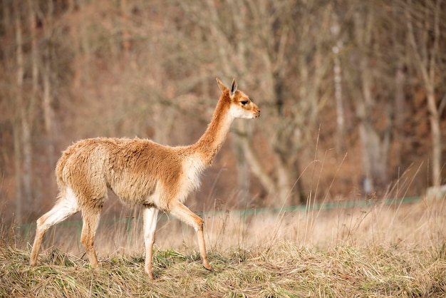 Lama op de vlucht op een open plek