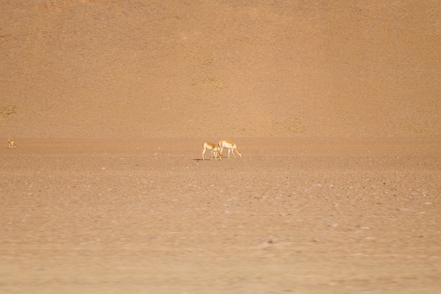 Lama's bij Eduardo Avaroa Andes Fauna National Reserve in Bolivia