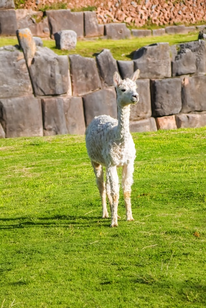 Lama's en alpaca's bij Sacsayhuaman, incasruïnes in de Peruaanse Andes, Cusco, Peru