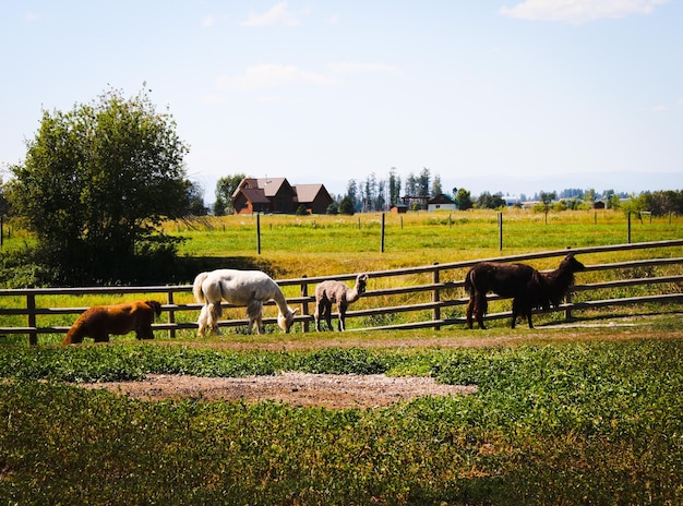 Lama's grazen op een grasveld tegen een heldere lucht