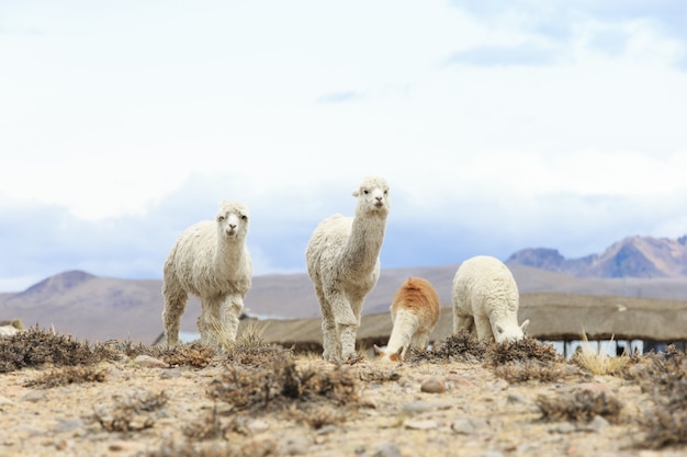 Lama's in Andes, Bergen, Peru