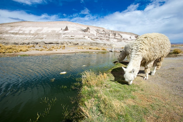 Lama's in andes, bergen, peru