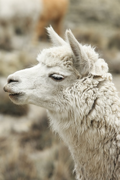 Lama's in de Andes, Bergen, Peru