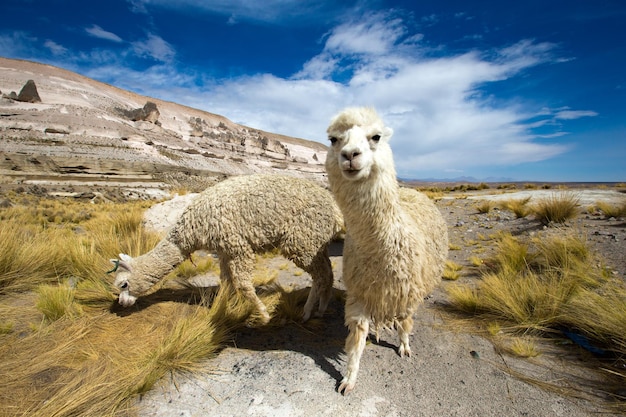 Lama's in de AndesBergen Peru