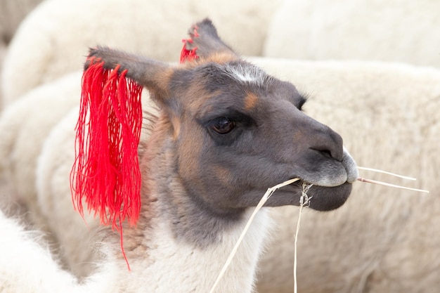 Lama's in de AndesBergen Peru