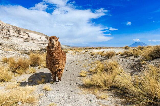 Lama's in de AndesBergen Peru