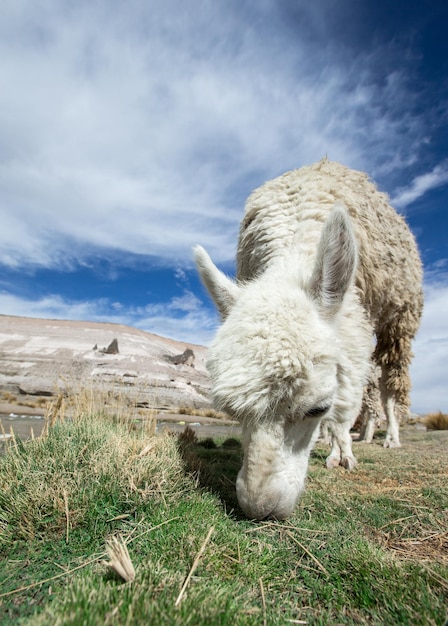 Lama's in de AndesBergen Peru