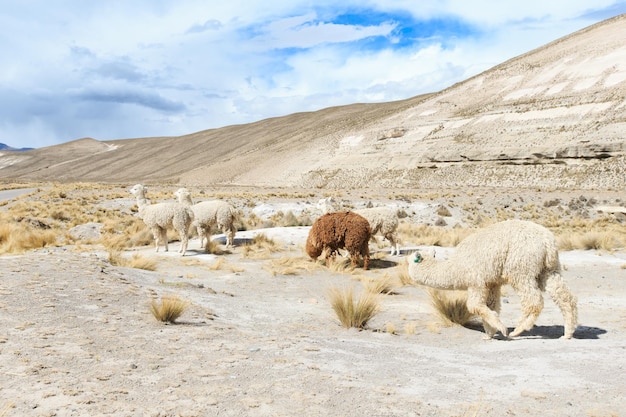 Lama's in de andesbergen peru