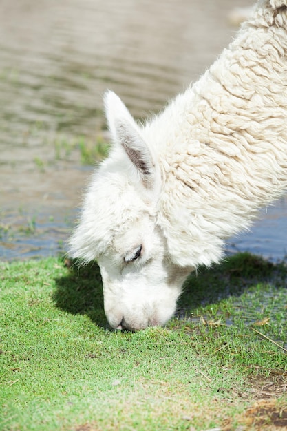 Lama's in de AndesBergen Peru