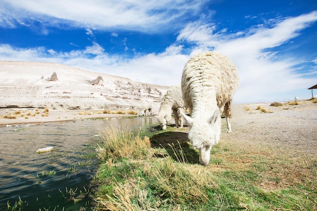 Lama's in de andesbergen peru