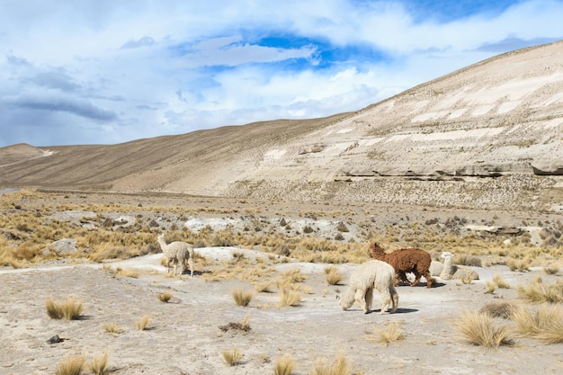 Foto lama's in de andesbergen peru