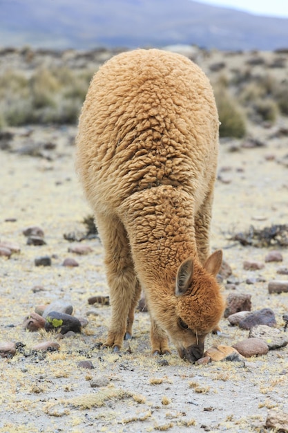 Lama's in de andesbergen peru