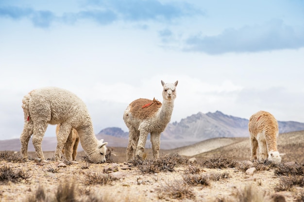 Lama's in de AndesBergen Peru