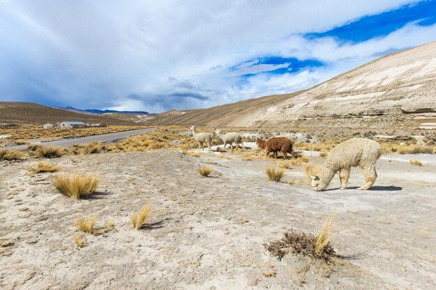 Lama's in de AndesBergen Peru