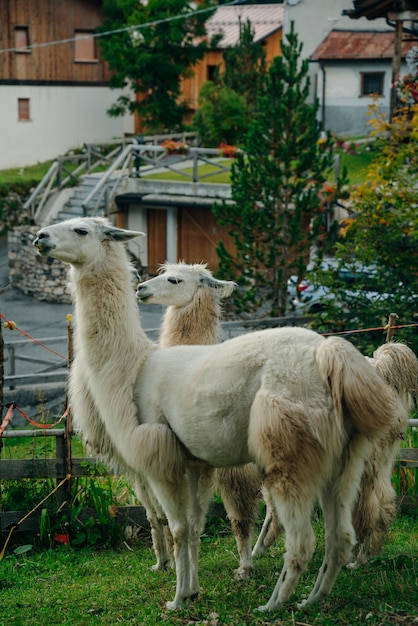 lama's in het alpiene dorp Dolomiten Italië