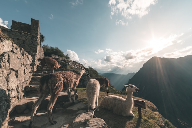 Lama's in machu picchu, peru, hoogste reisbestemming in zuid-amerika.