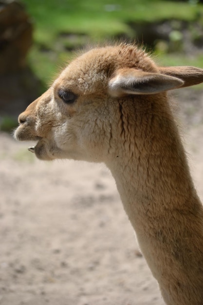 Lama vertical photograph