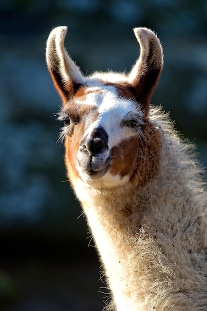 Lama in the wild a portrait