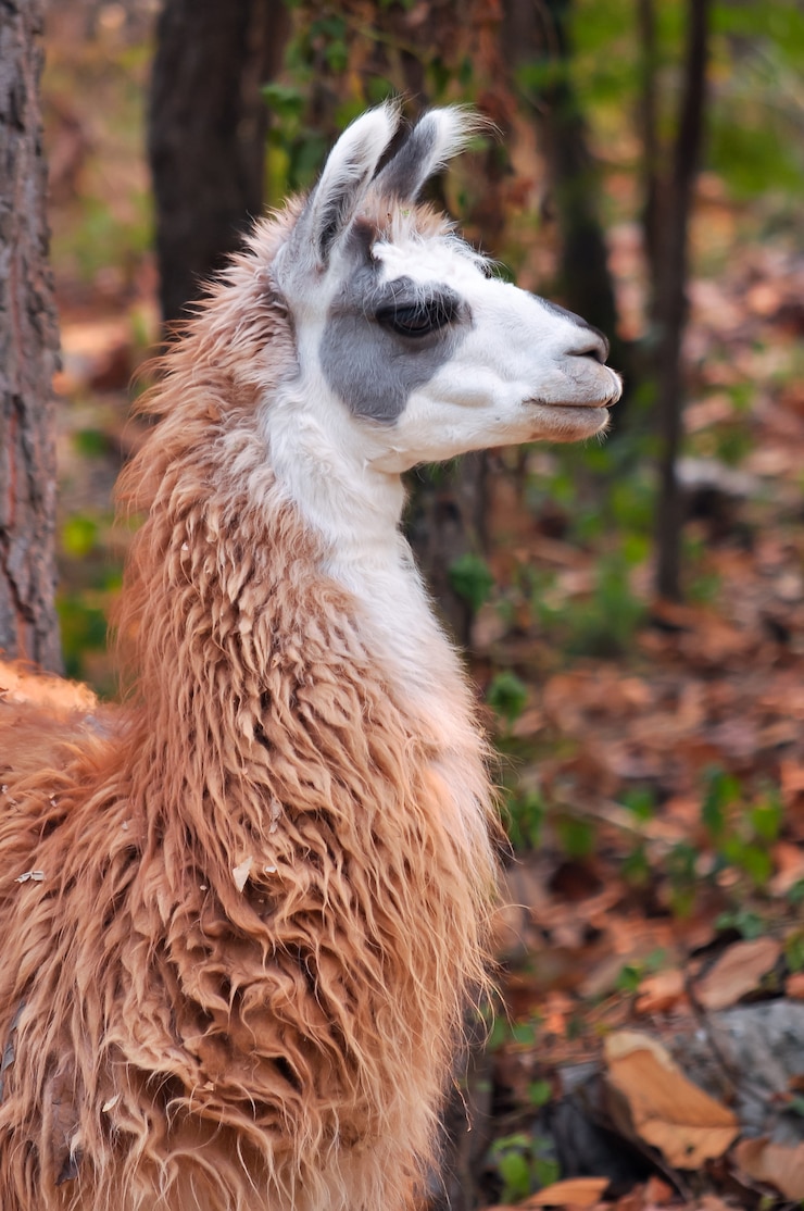 Foto lama